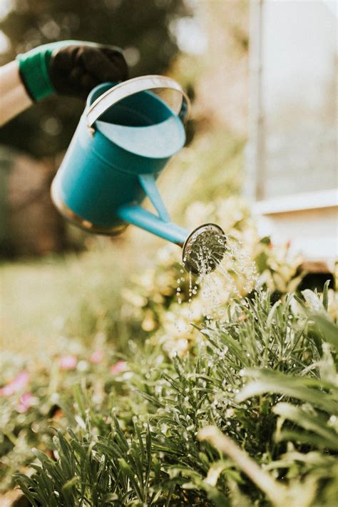 Onda De Calor O Que Fazer Para Proteger As Plantas Do Clima Quente