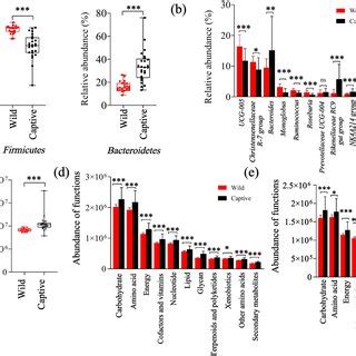 Gut Microbial Community Composition In Wild And Captive AMD A