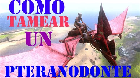 CÓMO DOMAR TAMEAR UN PTERANODONTE en ARK MOBILE YouTube