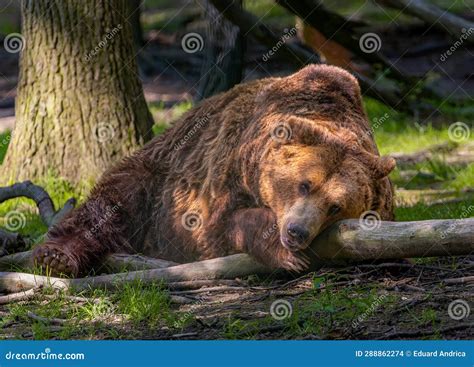 Baloo bear stock photo. Image of nature, solid, lying - 288862274