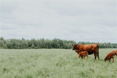 California Grass-Fed Farms & Ranches Directory | True Graze