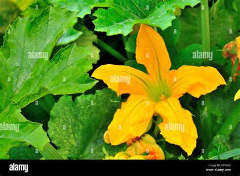 Flor Amarilla De Calabac N Con Follaje Verde En El Jard N De Cerca