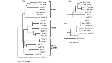 Neighbour Joining Phylogram Depicting Relationships Among Plant