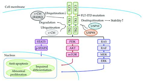 Schematic Diagram Of The Flt3 Itd Signaling Pathway C Cbl