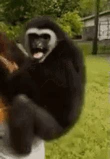 Monkey Scream GIFs | Tenor