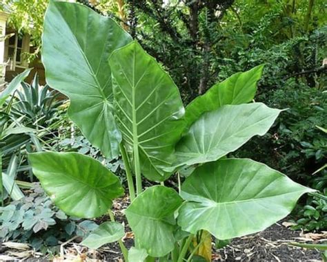 Cultivar Oreja De Elefante Alocasia Macrorrhiza Y Sus Cuidados Eco