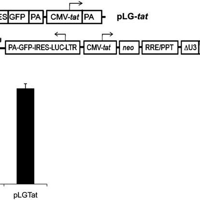 Genomic Organization Of The Transactivatorreporter Gene Cassettes And