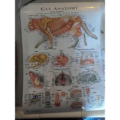 Blue Tree Publishing Cat Anatomy Chart Set Veterinary Anatomy Anatomy