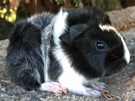 Sheba Guinea Pig - Guinea Pig Site