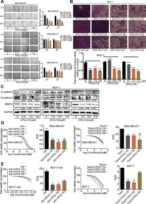 Cpul119 Cpul129 And Cpul149 Inhibit The Migration Invasion Emt