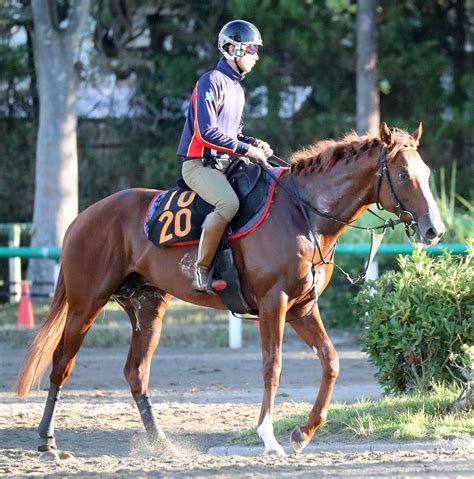 【新潟記念】ノッキングポイントは直前も軽快な動き 先週の新潟2歳sを制した鞍上を味方に重賞初v狙う Umatoku 馬トク