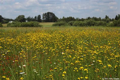 Hieracium Caespitosum Meadow Hawkweed Minnesota Wildflowers