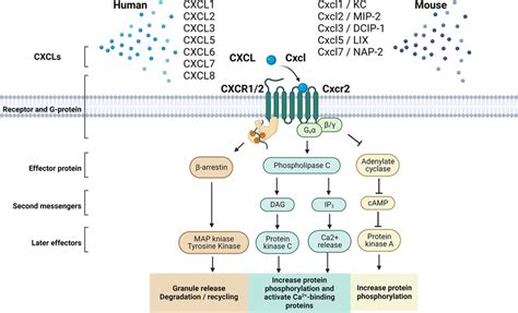 Cxcls Cxcr12 Signaling Cascades For Humans And Mice Macrophages