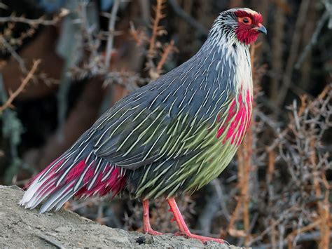 Blood Pheasant Ebird