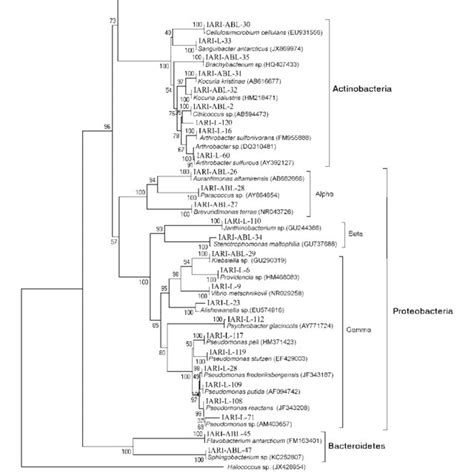 Coculture of Nanoarchaeum equitans and Ignicoccus sp. KIN4/1. Phase... | Download Scientific Diagram