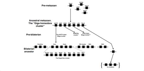 Evolution Of The Hypothetical Metazoan Giga Homeobox Cluster