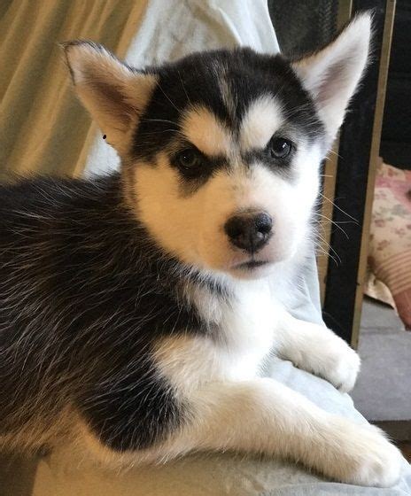 Siberian Husky Puppies For Sale Brooklyn NY 220026