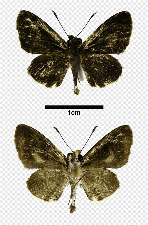 ผเสอทมขนแปรงเปนปกผเสอ Pieridae Gossamer ปกผเสอผเสอไหม