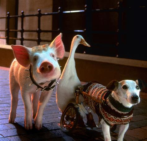 Babe The Pig