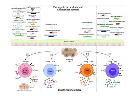 Interaction Of Pathogenic Intracellular And Extracellular Bacteria