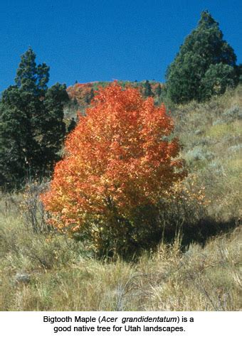 Are Native Trees Always the Best Choice? | Forestry | Extension | USU