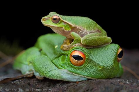 A deadly disease has driven 7 Australian frogs to extinction – but this ...