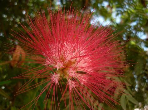 Flower Of Tassel Tree Nimet Dundar Flickr