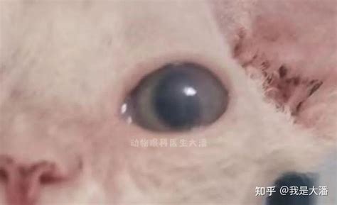 （昆明病例）猫咪眼睛发炎，角膜溃疡滴药治疗痊愈 知乎