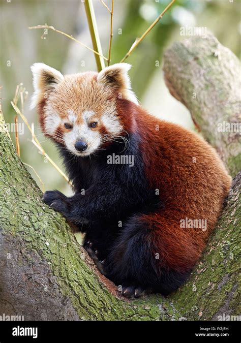 Red panda resting in a tree in its habitat Stock Photo - Alamy