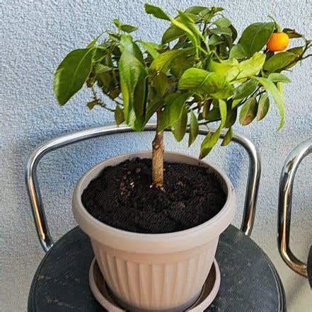 Calamansi Plant Care: Water, Light, Nutrients | Greg App 🌱