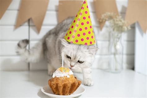 How to Throw a Birthday Party for Your Cat - Catster