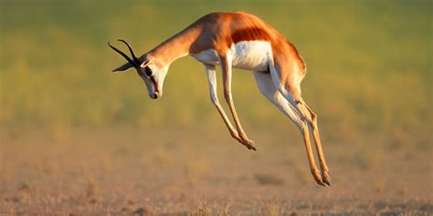 Fastest Land Animals: Meet The 10 Fastest In The World ⚡