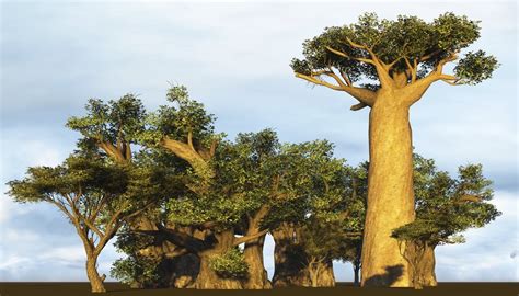 The Adaptations Of The Baobab Tree Sciencing