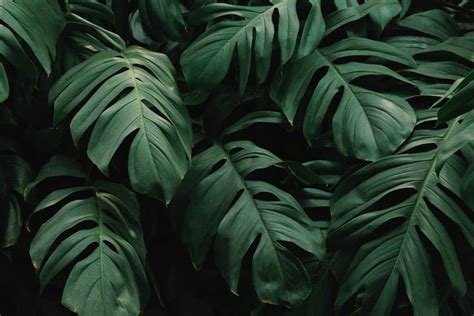 12 Most Popular Philodendron Types (Stunning Varieties for You)