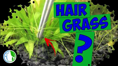 Dwarf Hairgrass Aquarium Plant Youtube