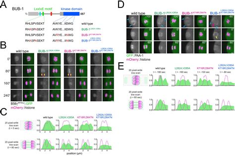 BUB 1 Targets PP2A B56 To Regulate Chromosome Congression During