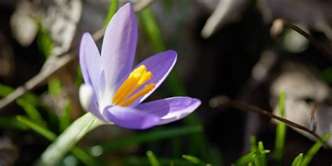 Which Winter Flowers Should You Plant in Your Garden? - Gardening Inside