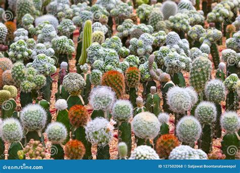 Rbol Del Cactus Diversas Plantas Del Cactus Cactus Que Cultiva Un