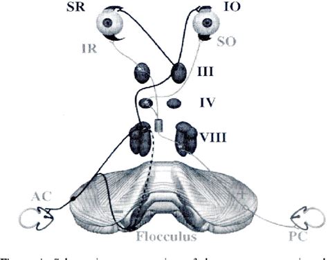 Figure 4 From Spontaneous And Gaze Evoked Nystagmus Semantic Scholar