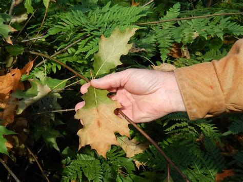 Oak Wilt Symptoms Visible Now