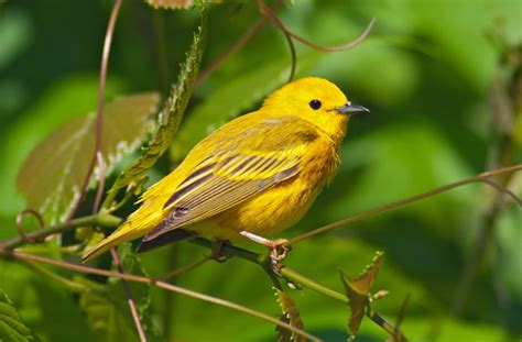 Small Birds Of Michigan 15 Species You Might Want To Know More About