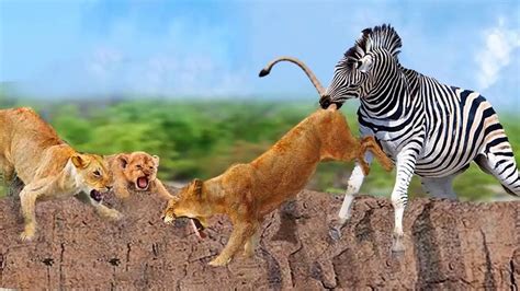 Lion Fight Zebra