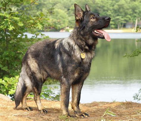 Local German Shepherd Rescue | PETSIDI