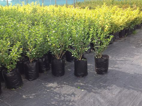 Privet Hedge Plant / Buy Golden Privet Hedging Golden Privet Hedge ...