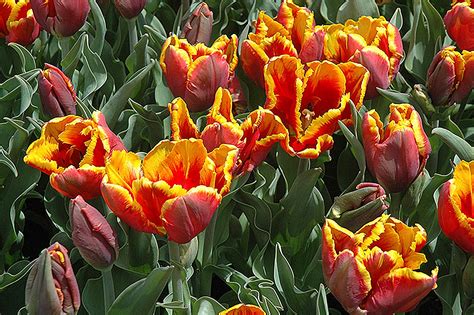 Tulip Bulbs Tulip Plant Bulbsgarden Plants Tulip Flowershydroponicstulip Bulbs For Planting