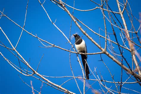 Magpie - free stock photo - Imagecarrier