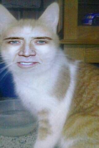 Nicolas Cage Photoshop Cat