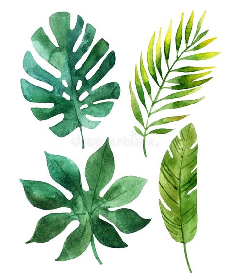 Plantas Tropicais Tiradas M O Da Aquarela Ajustadas Folhas De Palmeira