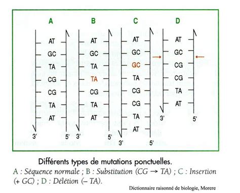 chapitre 2 expression stabilité et variabilité du matériel génétique