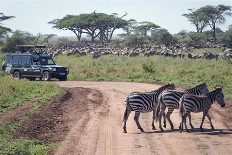 Tanzania unveils 10-year wildlife conservation initiative - CGTN Africa